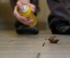 Killing roaches Killing roaches with a spray