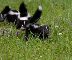 Skunks in the garden