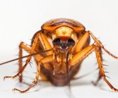 Staring into the eyes of a cockroach