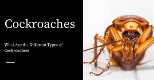 Types of Cockroaches
