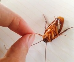 Picking up a cockroach Picking up a cockroach