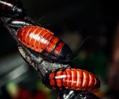 Two cockroaches
