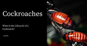 Cockroach Lifecycle